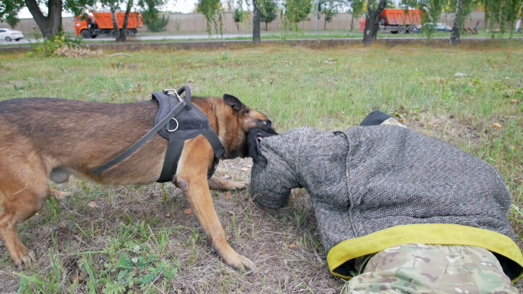 Police dog biting protective sleeve of a trainer during a simulated bite scenario outdoors.